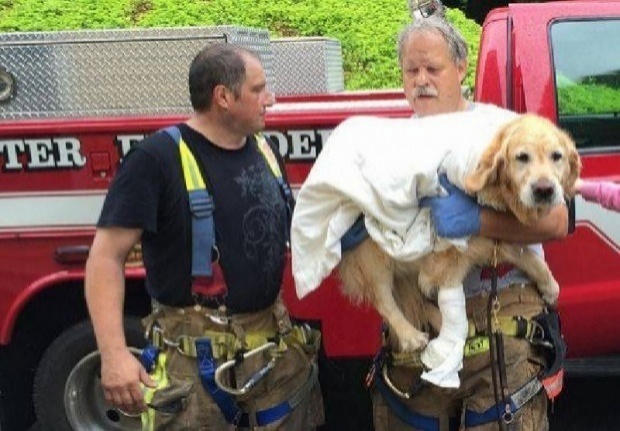 สุนัขโกลเด้นฯ ยอดซื่อสัตย์ กระโดดขวางรถที่กำลังพุ่งชนเจ้านายผู้พิการทางสายตา 