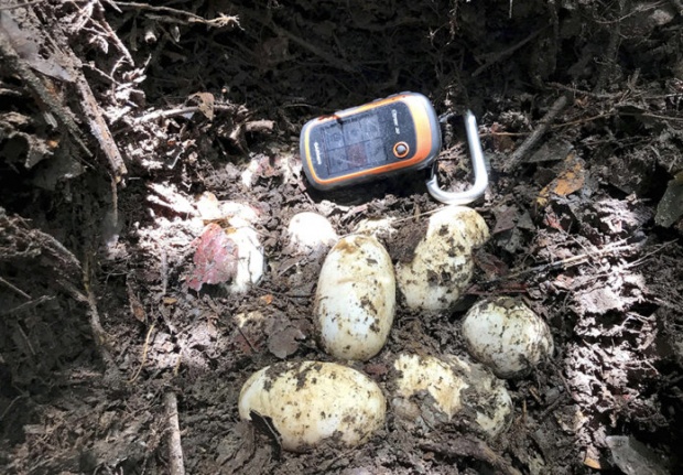 เสี่ยงสูญพันธุ์!!! นักอนุรักษ์ตื่นเต้นพบไข่จระเข้สยาม! ในป่ากัมพูชา