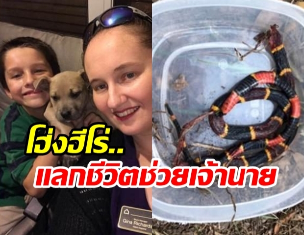 อาลัยพิตบูลฮีโร่ ดับเครื่องชนงูพิษร้าย แลกชีวิตช่วย10ขวบ