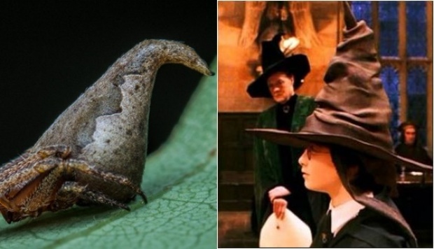 ทึ่ง!!แมงมุมพันธุ์ใหม่รูปร่างคล้ายหมวกคัดสรรในเรื่องแฮร์รี พอตเตอร์