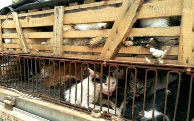 รอดแล้ว!!! ตร.จีนช่วยชีวิตแมวกว่า 500 ตัว ที่กำลังจะถูกนำไปขายให้ร้านอาหาร!