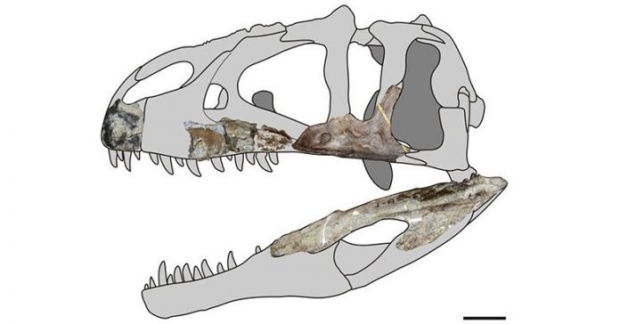  ไดโนเสาร์ฟันฉลาม “สยามแรปเตอร์” สื่อนอกตีข่าว พบที่โคราช