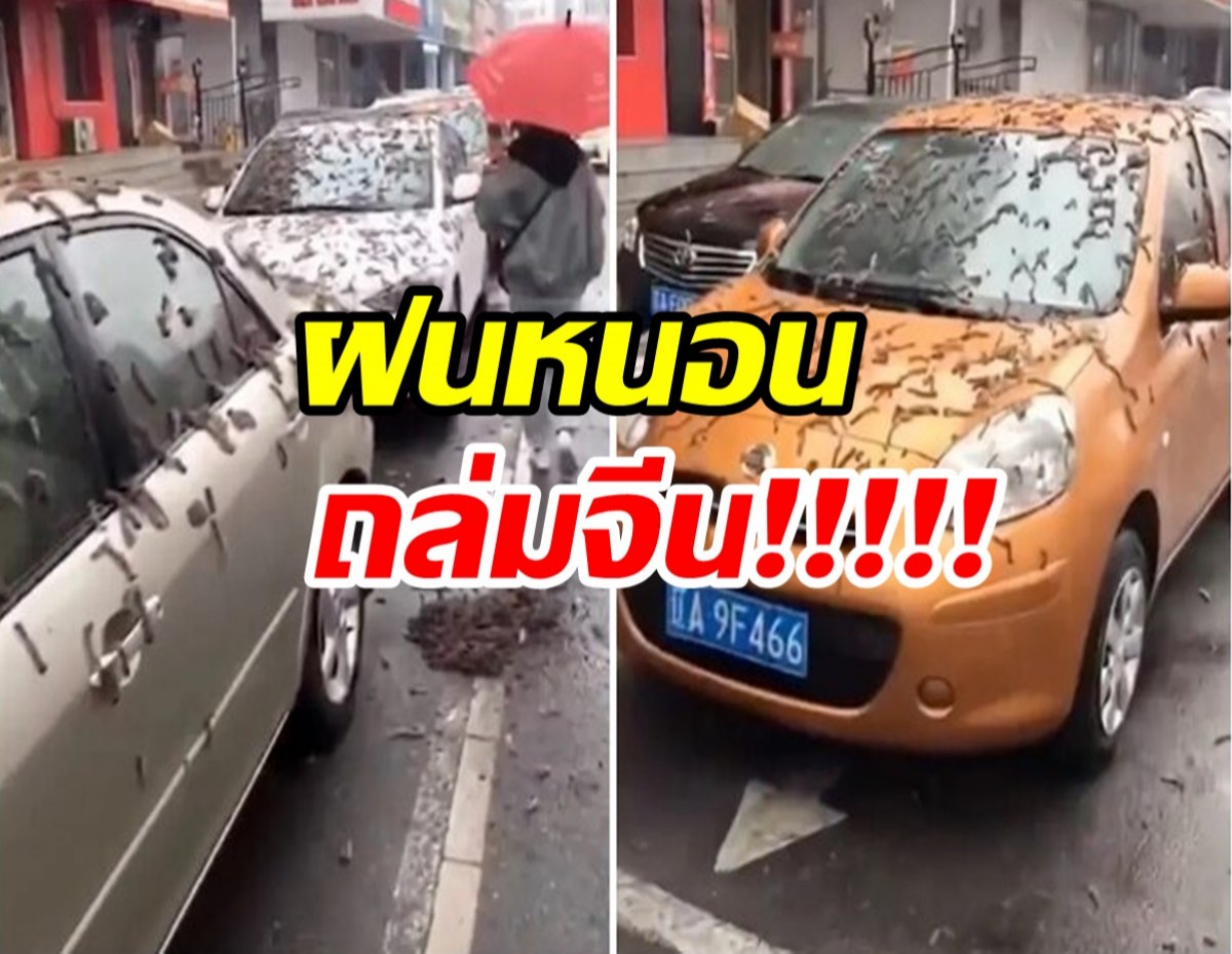 สุดสยอง ปรากฏการณ์ฝนหนอนถล่มมณฑลเหลียวหนิงของจีน