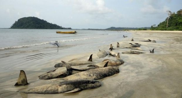 ปริศนาวาฬเกยตื้นตายหมู่ 40 ตัวหาดอินเดีย