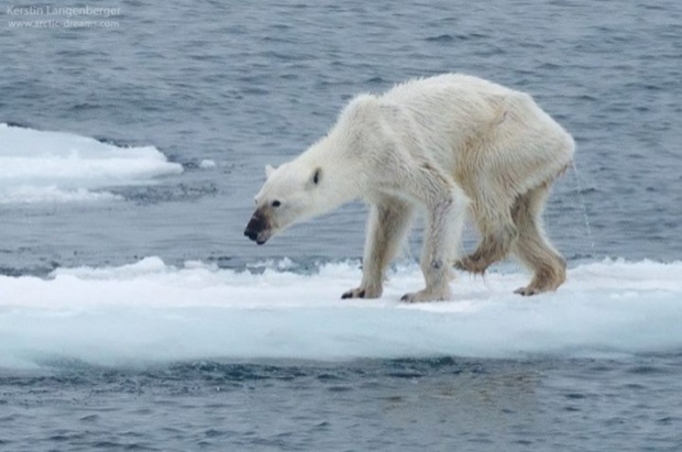 สุดช็อก!! สภาพหมีขั้วโลกเหนือผอมเห็นแต่กระดูก!!