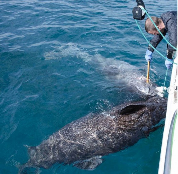 ช็อกโลก! พบ ปลาฉลาม ปรากฏตัวกลางมหาสมุทร  ก่อนตรวจ อายุ ทำเอาฮือฮา 500 ปี!! 