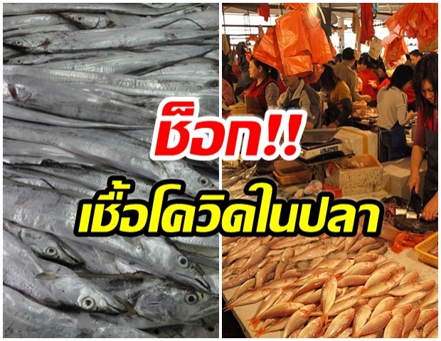 ผวา!! ตรวจพบเชื้อโควิด19 ในปลาเเช่เเข็ง นำเข้าจากประเทศเมียนมา