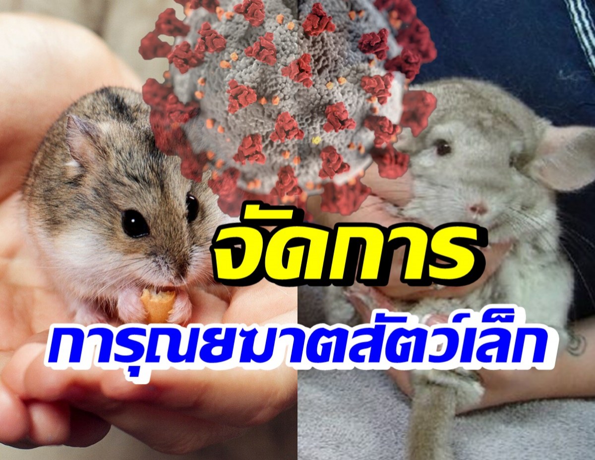 ผงะ! หนูแฮมสเตอร์ ตัวการก่อโรคโควิด19-เตรียมการุณยฆาตสัตว์เล็ก