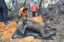 สลด!ลิงอุรังอุตัง 3 ตัวถูกไฟคลอกตายในเขตอนุรักษ์ป่าไม้ของอินโดฯ