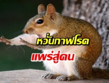 แตกตื่น! กระรอกติดเชื้อกาฬโรคในสหรัฐ หวั่นระบาดสู่คน