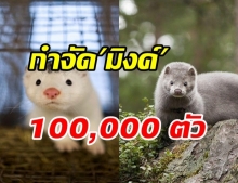 สเปนเตรียมกำจัดมิงค์เกือบ 100,000 ตัว พบติดโควิด-19