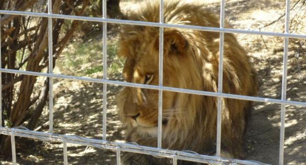 สิงโตขย้ำผู้ดูแลดับอนาถที่ศูนย์ดูแลสัตว์แคลิฟอร์เนีย