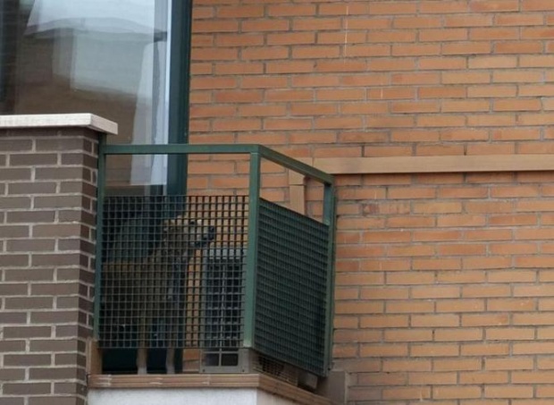 สเปนฆ่าสุนัขของพยาบาลติดเชื้ออีโบลา