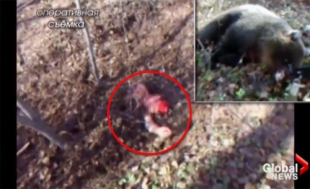 ระทึก!หมีป่าจับสาวรัสเซียฝังดิน บาดเจ็บสาหัสโชคดีจนท.ช่วยทัน (ชมคลิป)