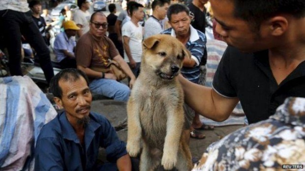 ไม่แยแสเสียงค้านจากคนรักสัตว์ จีนเดินหน้าจัดเทศกาลกินเนื้อสุนัข คาดโดนฆ่านับหมื่นตัว 