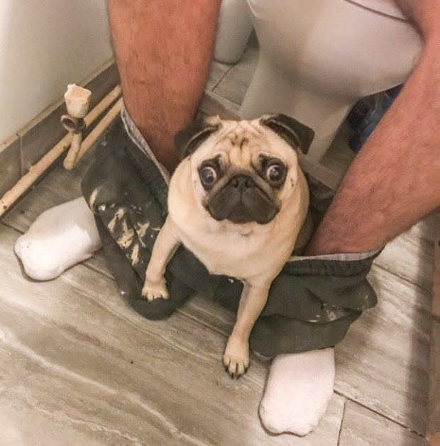 สุดแปลก!!! น้องหมาชอบนั่งในกางเกงเจ้าของ เวลาที่เขาเข้าห้องน้ำ!!