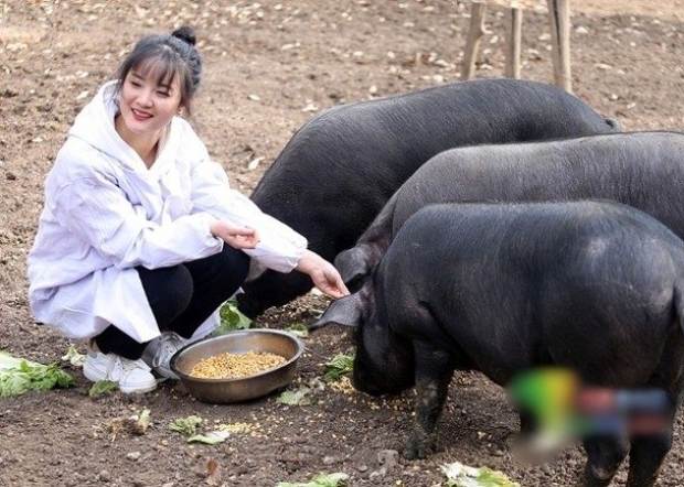 เสนอหมูดำ 300 ตัว พ่อประกาศหาชายหนุ่ม แต่งงานลูกสาวเลี้ยงสุกร