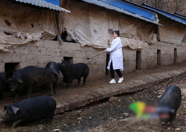 เสนอหมูดำ 300 ตัว พ่อประกาศหาชายหนุ่ม แต่งงานลูกสาวเลี้ยงสุกร