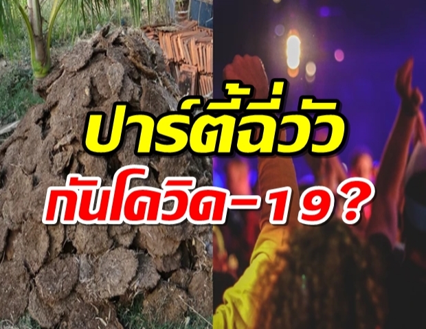 ที่สุดความเชื่อกันโควิด-19 ลัทธิอินเดียจัดปาร์ตี้ดื่มน้ำฉี่วัว!