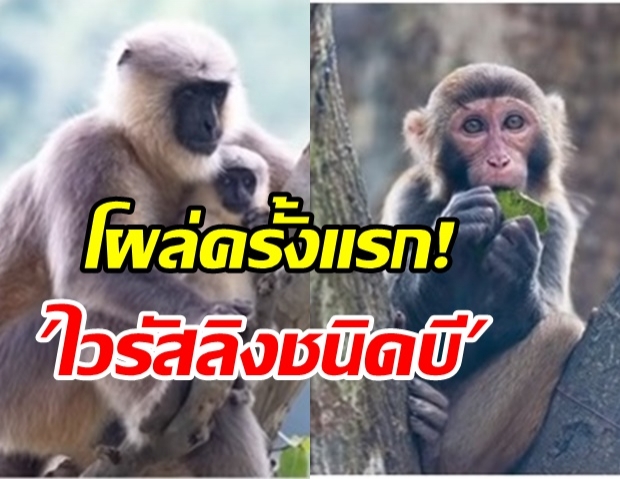 โผล่จีนครั้งแรก! พบไวรัสลิงชนิดบีติดสู่คน คร่าชีวิตสัตวแพทย์รายแรก