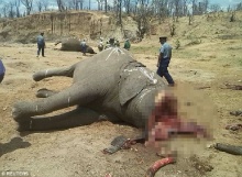 สุดสลด!! ช้าง 22 ตัว ถูกฆ่าตัดหัวเกลื่อนซิมบับเว