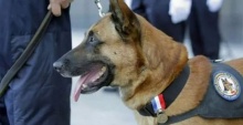 โลกโซเชียลไว้อาลัย ดีเซล สุนัขตำรวจที่ตายระหว่างเหตุปะทะฝรั่งเศส