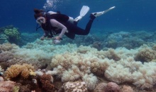 เศร้า! นักวิทย์เผยแนวปะการังวิกฤต ฟอกขาวระยะสุดท้าย