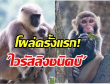 โผล่จีนครั้งแรก! พบไวรัสลิงชนิดบีติดสู่คน คร่าชีวิตสัตวแพทย์รายแรก