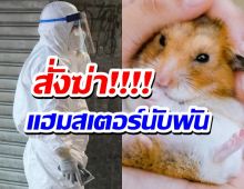 ฮ่องกงสั่งฆ่าหนูแฮมสเตอร์นับพัน หลังโควิดระบาดในสัตว์เลี้ยง